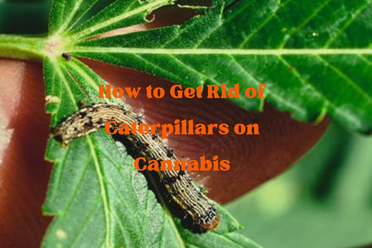 How to Get Rid of Caterpillars on Cannabis