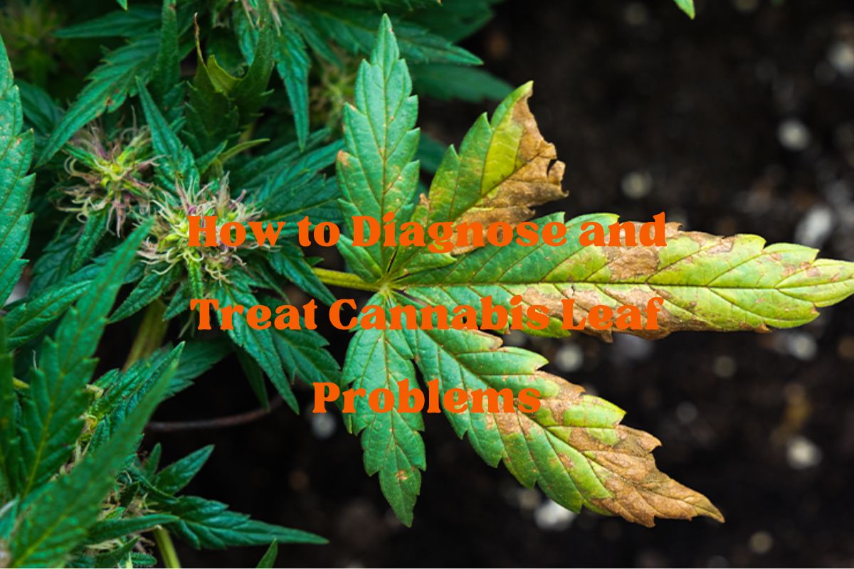 How to Diagnose and Treat Cannabis Leaf Problems