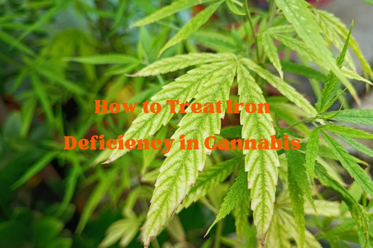 How to Treat Iron Deficiency in Cannabis