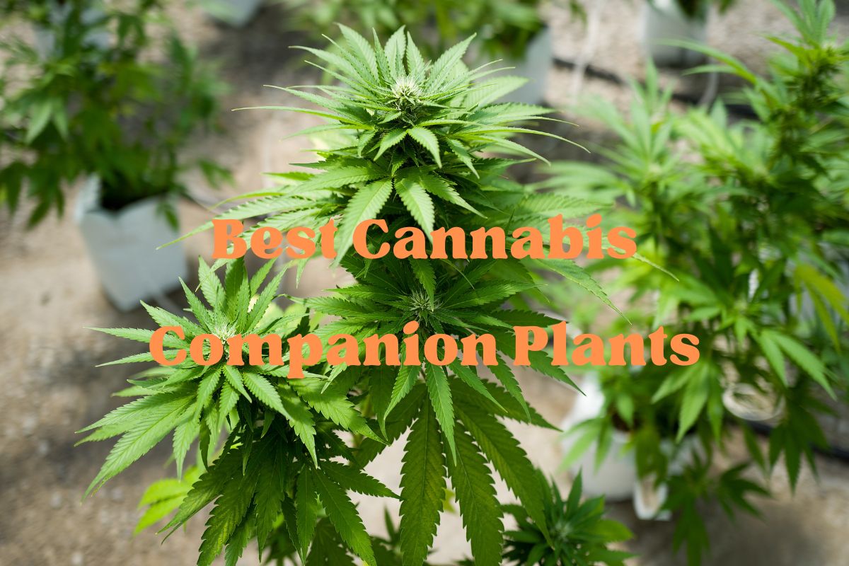 Top 10 Best Cannabis Companion Plants