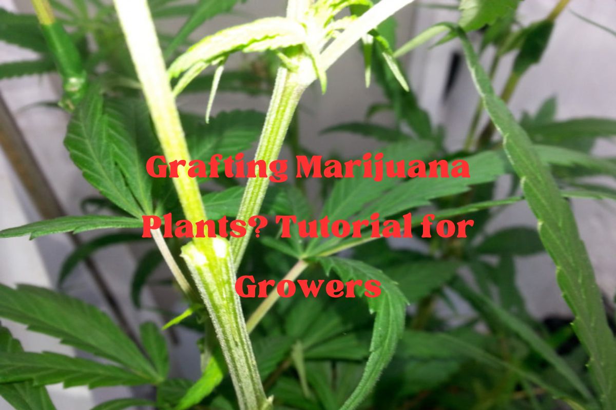 Grafting Marijuana Plants