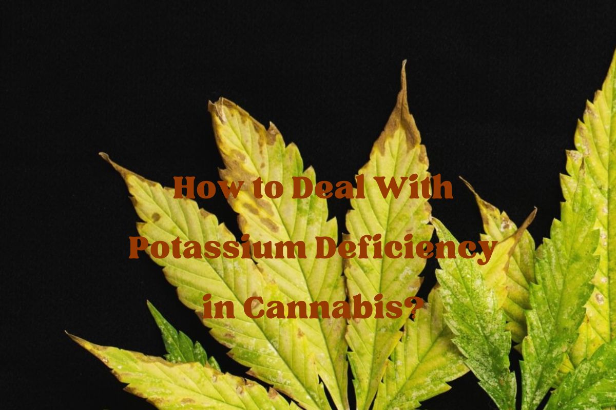 How to Deal With Potassium Deficiency in Cannabis?