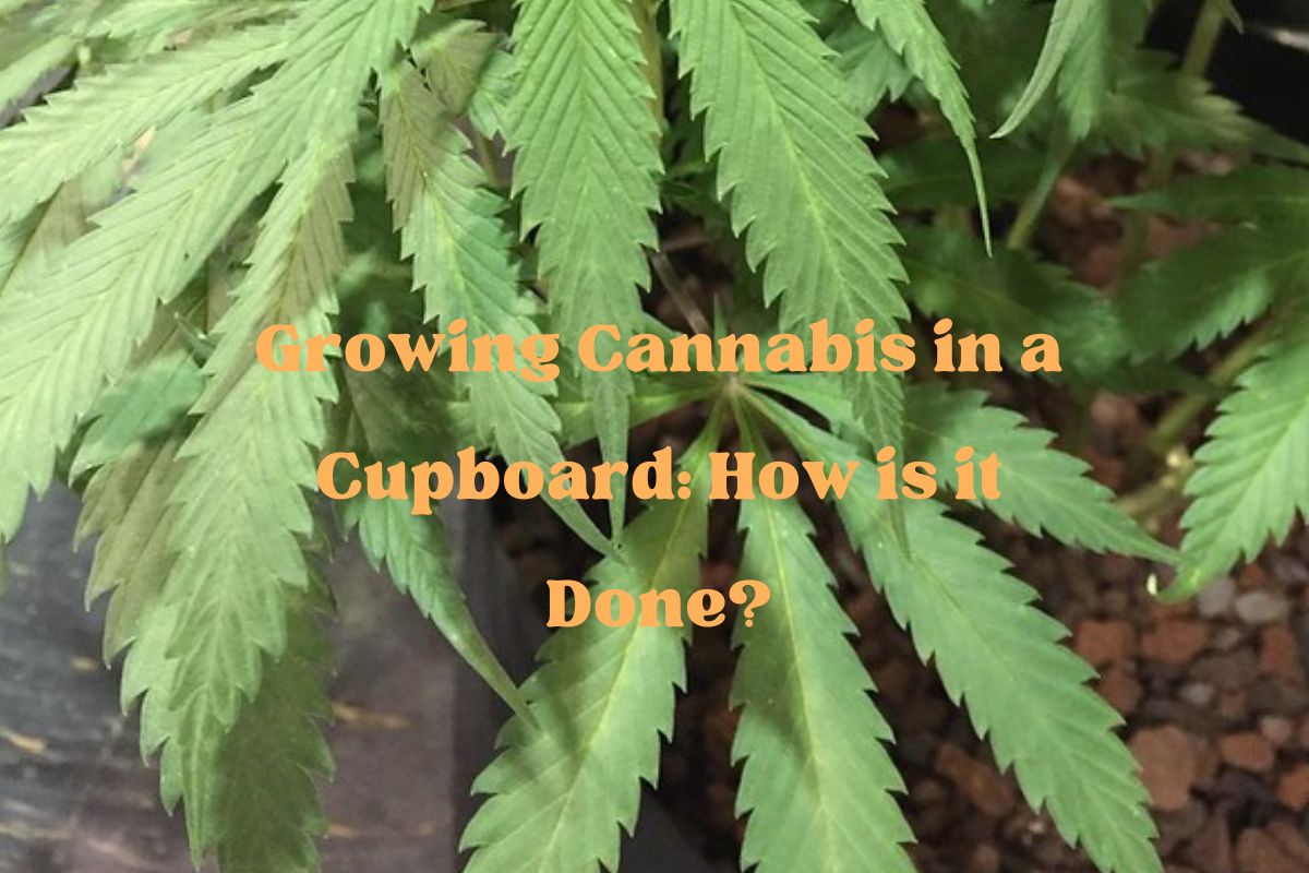 Growing Cannabis in a Cupboard