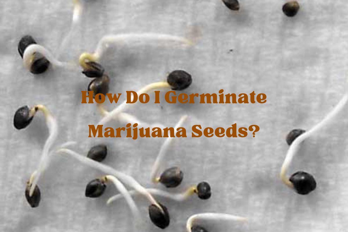 How Do I Germinate Marijuana Seeds?