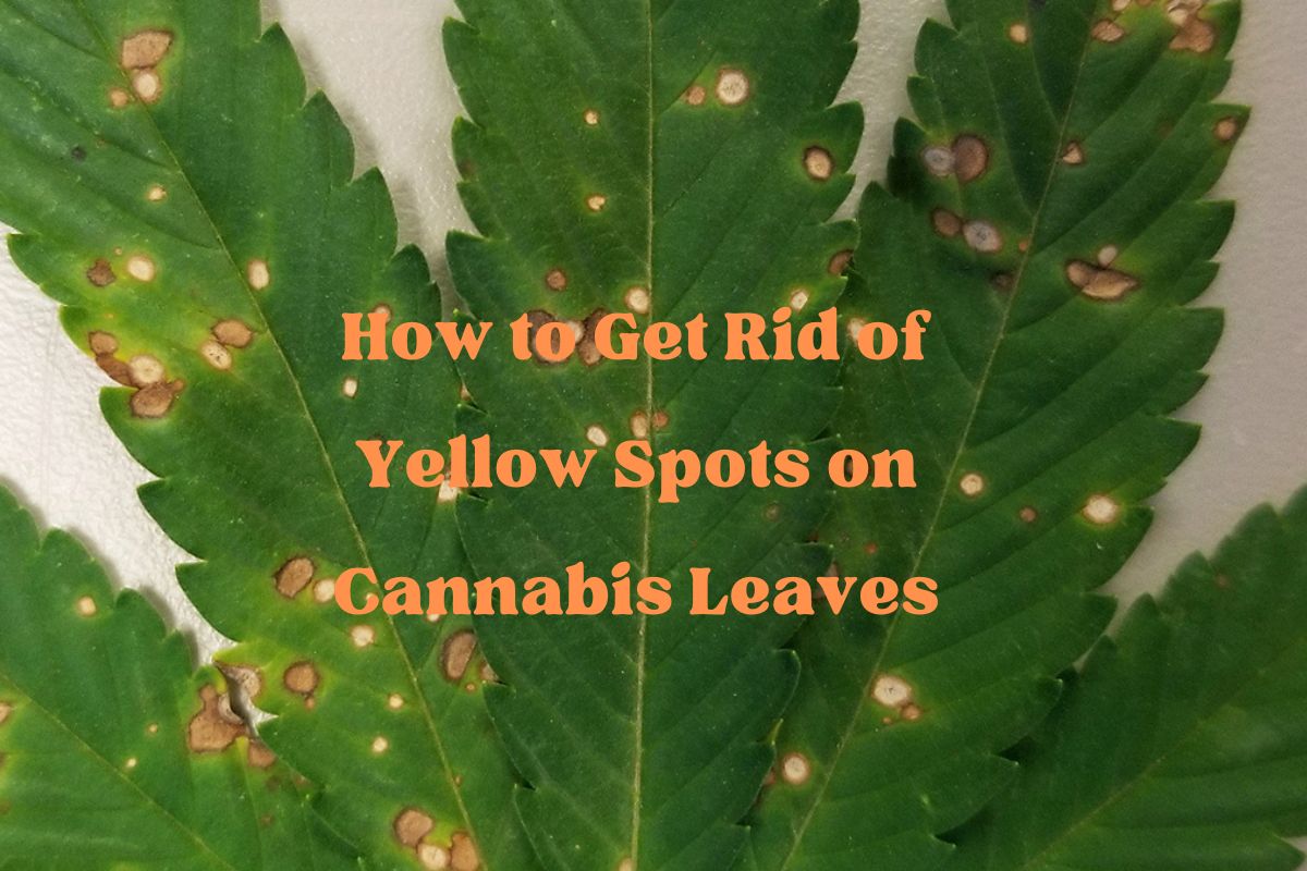 Yellow Spots on Cannabis Leaves