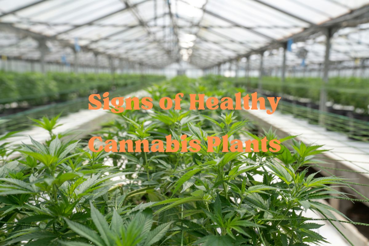 Signs of Healthy Cannabis Plants